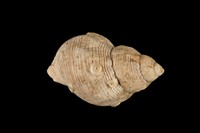 藏品(峨螺)的圖片